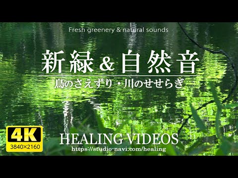 [ASMR] Healing - Fresh greenery, birds, and the sound of the murmuring river will soothe you.