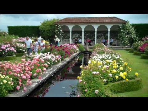 David Austin Rose Garden