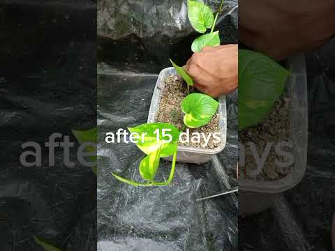 Unique way to propagate Money Plant. 25 Days Growth Update. Adding Support to Plant.