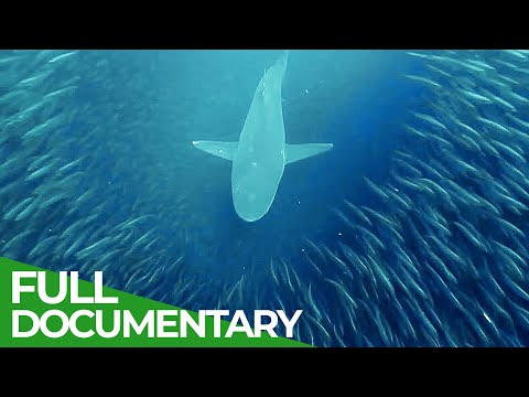 Underwater Feeding Frenzy - When Oceans Meet |  Free Documentary Nature