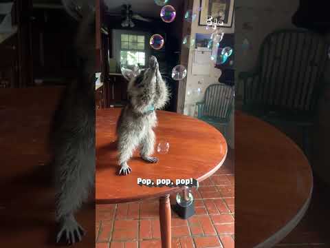 Cute Raccoon Absolutely Loves Popping Bubbles!