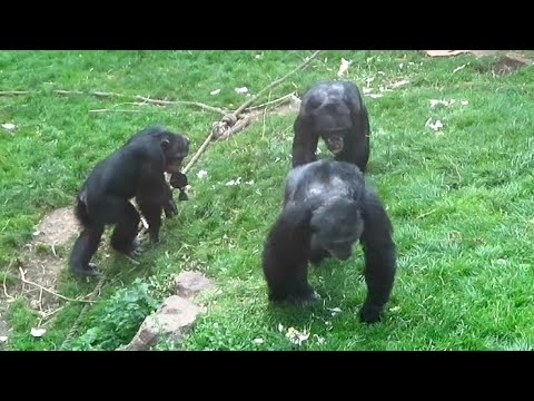 Three Chimps at Edinburgh Zoo - 24/08/23