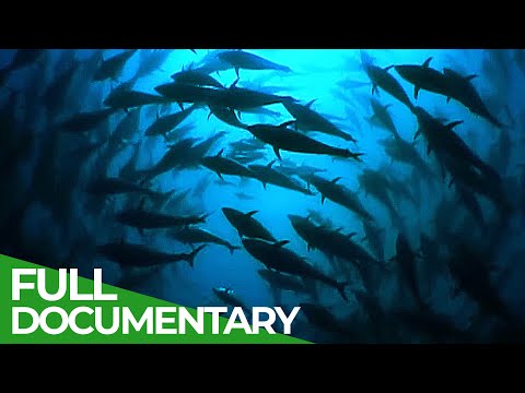 Wild Italy | Part 3: Islands of Wind & Fire | Free Documentary Nature