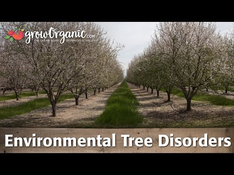 How to Diagnose Environmental Tree Disorders