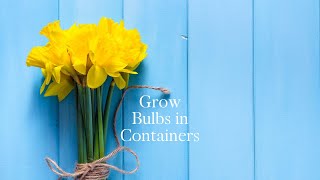 How to plant BULBS in CONTAINERS