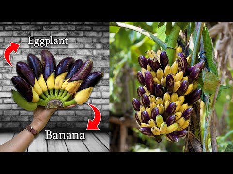 Strange technique of grafting banana tree mixed with eggplant to get two kinds of fruit in one tree