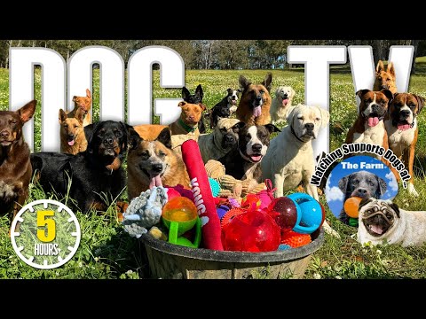 Dog TV: Daycare for Your Dog 🐶 Entertaining Dog Video - Prevents Boredom & Separation Anxiety