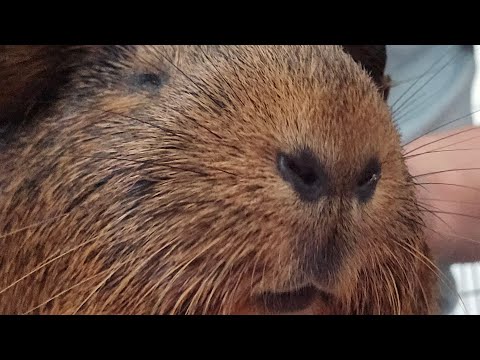 Petting a cute guinea pig