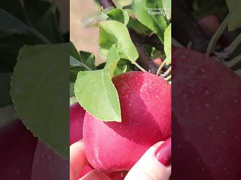 Fall Harvest in Michigan Orchards with Maria Provenzano