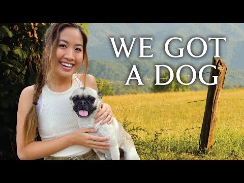 We Adopted a Dog: Surprising Life Update! 🐶