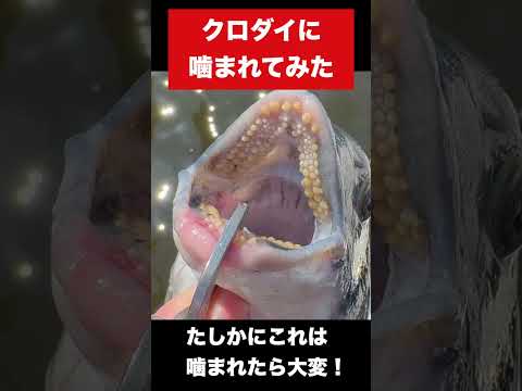 主食が二枚貝の魚に指を噛まれるとこうなる #釣り#チヌ #クロダイ