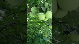 #Apple 🍏🍏#nature #trendingshorts #shortsvideo #shorts  #trees #afforestation #growtree #short