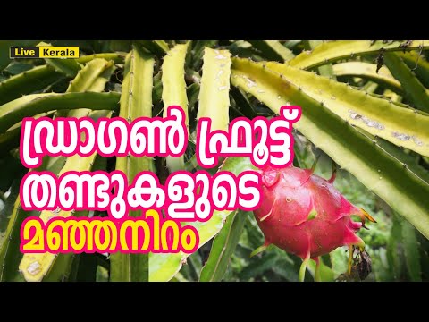 How to protect the Dragon Fruit Plant in Summer/ഡ്രാഗൺ തണ്ടുകൾക്ക് വരുന്ന മഞ്ഞകളർ രോഗമല്ല