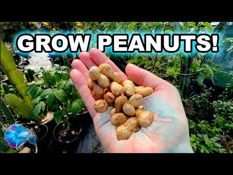 How to Grow Peanuts in Containers! Super Easy for Beginners!