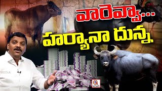 "Who is it... Haryana's Bull ?" I Shanarthi Telangana