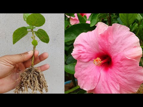 How to grow Hibiscus plant simple method Any one can grow it |  Hibiscus plant