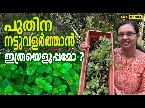 പുതിന വളർത്താനുള്ള എളുപ്പ മാർഗം/ best planting tips for puthina/ Mint Farming in Malayalam