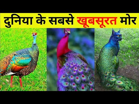 दुनिया के सबसे सुंदर मोर की अद्भुत जानकारी | सुंदरता का प्रतीक - World Beautiful Peacock 🦚