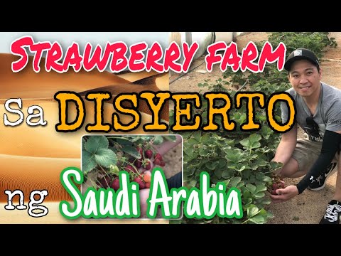 🛑 STRAWBERRY FARM sa GITNA ng DISYERTO? | SAUDI ARABIA