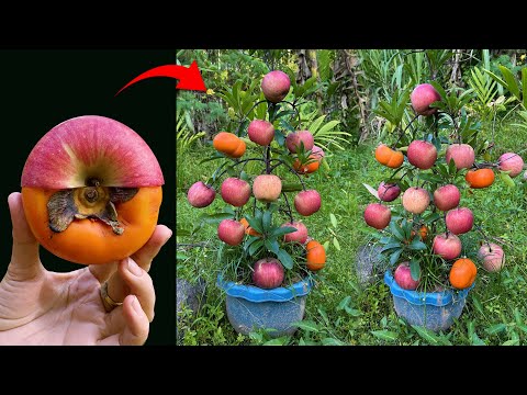 The technique of grafting apple with persimmon using aloe vera to get a lot of fruit