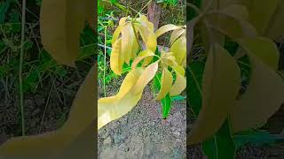 How To Graft A Mango Tree | Small Grafted Mango Tree | #howtograft #mangografting