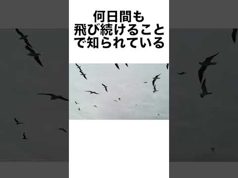 雑学#Shorts 短い達人の教え(0008)ワタリドリ#トリビア#雑学