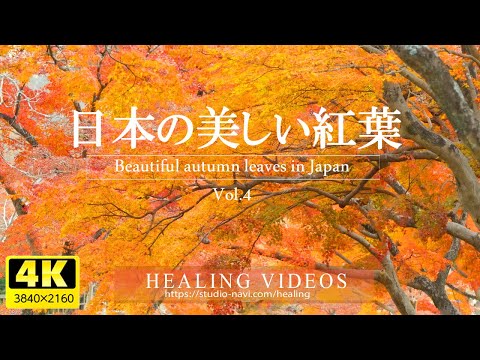 [4K] Relaxing background music and beautiful Japanese autumn leaves VOL.4 / For relaxation and work.