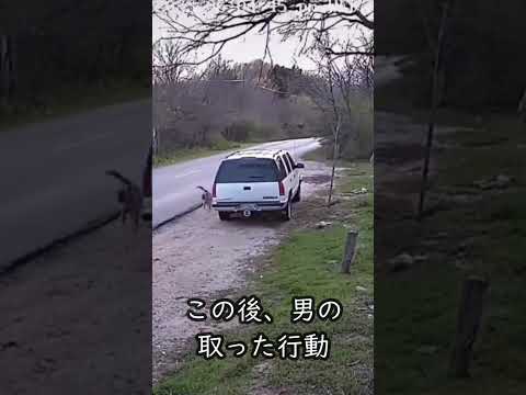 自分を捨てた飼い主の車を必死に追いかける犬　#ショート