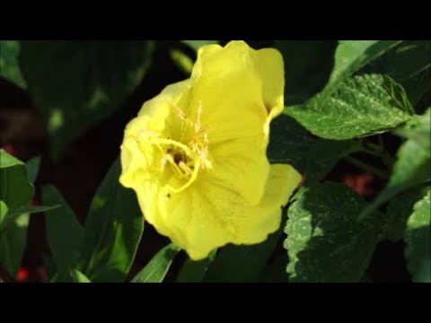 How to Grow Evening Primrose from Seed