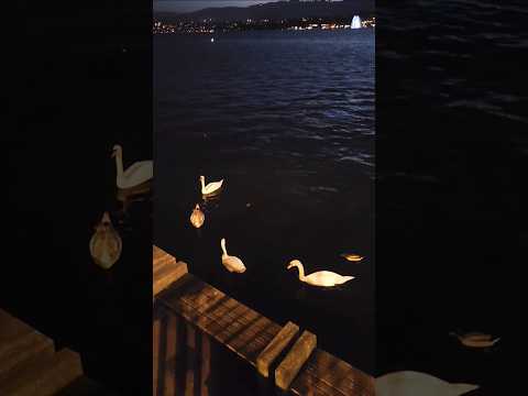 "Discovering the Ducks on Zurich River: #nature #duck