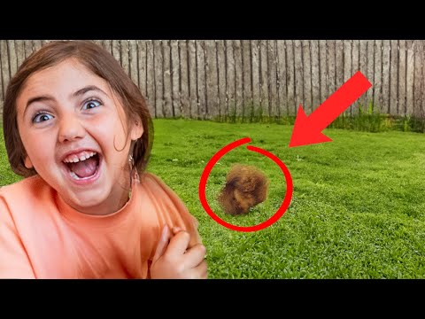 We Find the Mystery Animal in Our Backyard!