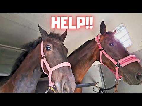 Help, where are we going??? | Finally back in the pasture | That's a lot of bees🐝 | Friesian Horses