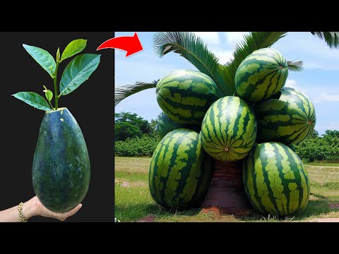 Amazing Idea | Grafting Jackfruit with Watermelon fruit at home is so easy has many fruits