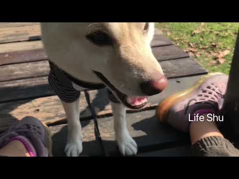 白柴逛美術館想找鵝玩耍 鵝像戰將ㄧ樣軀趕柴犬 / 歐洲公園 / 奇美博物館