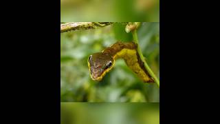 This insect acts like a king cobra snake? #shortvideos #facts #amazingfacts