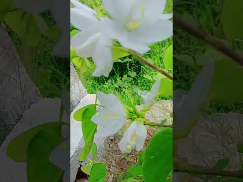 very beautiful flowers bloom in hot summer #beautiful #whiteflower #gardenbeauty