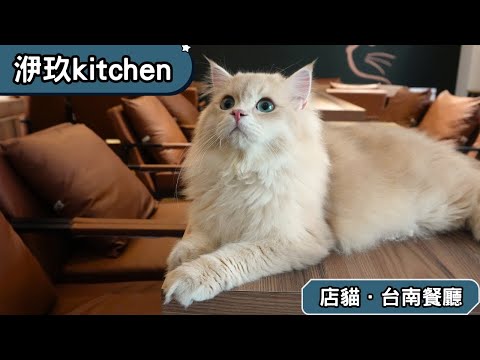 萌萌小短腿、美美長毛貓！台南新開幕貓咪餐廳😻｜洢玖。kitchen 早午餐 店貓 台南市東區