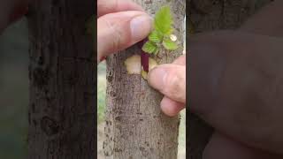 Easy Grafting Techniques🪴 #graftingskills #treehouse #grafting #plantlover #shorts #nature #ytshorts