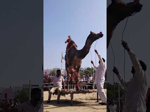 Pushkar Camel Festival || Pushkar Mela 2024 #pushkarmela #Shorts #ytshorts