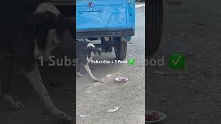 Feeding street dog##feedinganimals #straydog