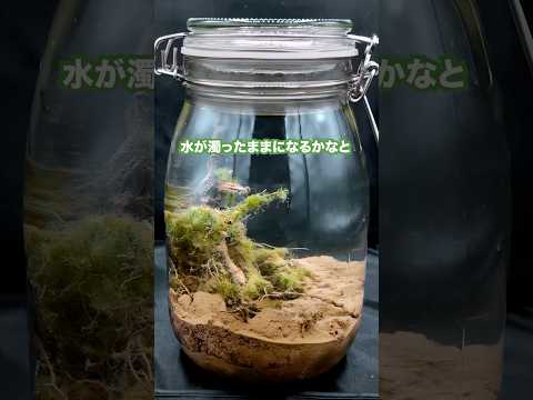 ３週間植物を瓶に閉じ込めてみた！　#実験 #実験生活 #ショート