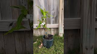 Cotton Candy Mango Tree update!!! #tropical #mangotrees #texas #gardening