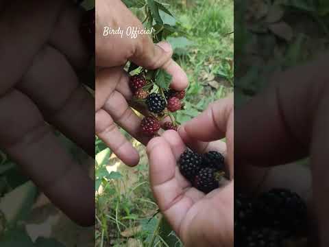 Blackberry Harvesting #homegarden #fruit #blackberry #shotrs #satisfying