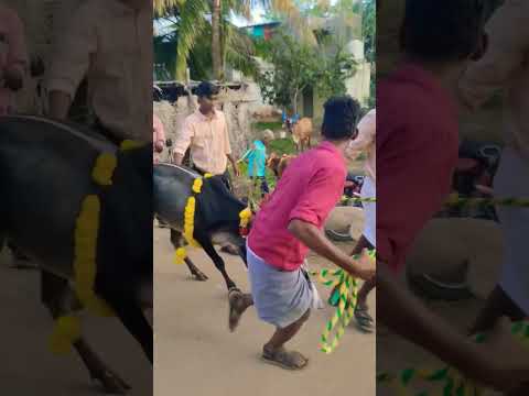 JALLIKATTU PONGAL CELEBRATION