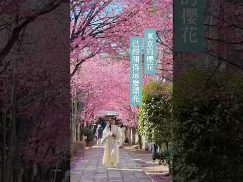 現在(2024.3.11)的東京🌸🌸早開櫻已經開很多囉！4 個阿龜櫻景點一日走訪 #東京 #櫻花 #日本櫻花 #賞櫻