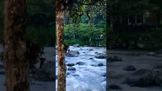 Heavy Rainfall Creates THIS Soothing River Sound!#naturesoundsforsleep #soothingsound #naturesounds