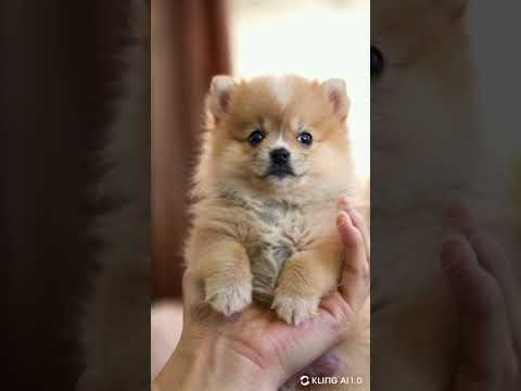 Tiny Pomeranian Puppy in Your Hand: Adorable Mini Fluffball! 🐾 #TinyTales  #cute #tinypets