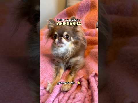 Want a Chihuahua? Get Ready For…😅🚩