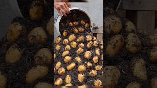 Using this method, You can grow potatoes all year round Growing potatoes in plastic containers#grow