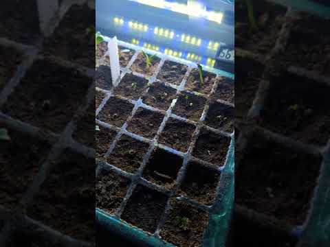 Weekly Seedling update!!! #gardening #texas #garden #seeds